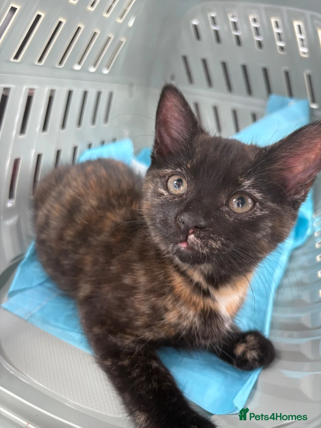 Mixed Breed cats for sale: Tortoise Female Kitten  - Advert 1