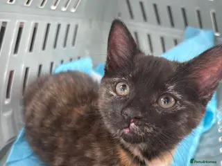 Mixed Breed cats Tortoise Female Kitten - Advert 3