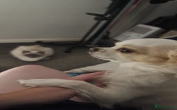 Chihuahua dogs for sale: 2 year old Chihuahua girl - Advert 3