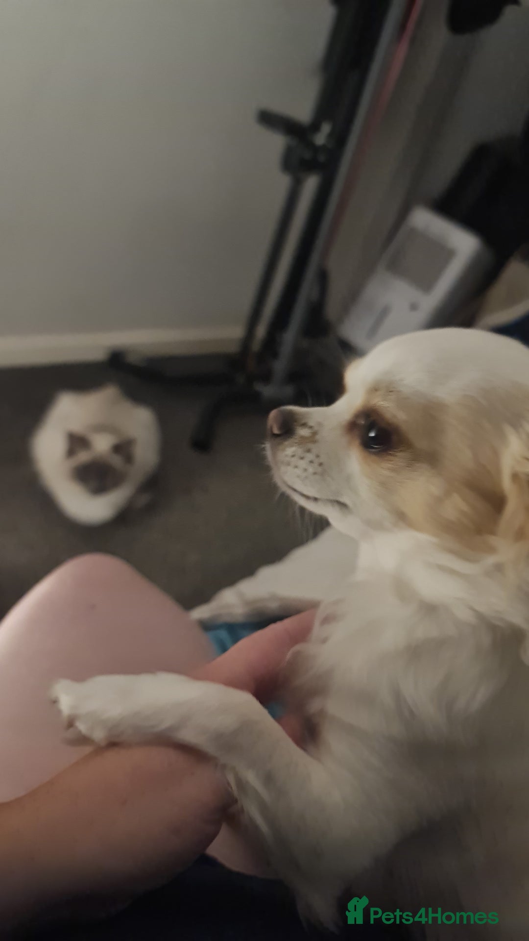 Chihuahua dogs for sale: 2 year old Chihuahua girl - Advert 3