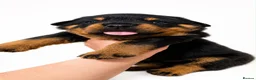 Rottweiler dogs for sale: KC reg health tested female Rottweiler puppy - Advert 4
