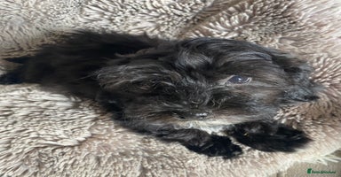 Maltipoo dogs - Advert 1