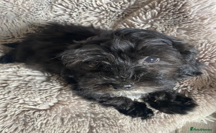 Maltipoo dogs - Advert 1