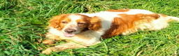 English Setter dogs for adoption: Lulo  in Alfreton - Advert 3