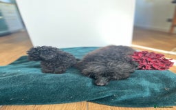 Toy Poodle dogs for sale: Rare KC registered BLUE Toy Poodle Puppy - Image 2