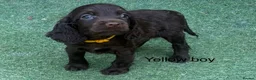Cocker Spaniel dogs for sale: Beautiful cocker spaniel - Advert 22