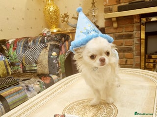 Chihuahua dogs for sale: Cute boy for Sale - Advert 1