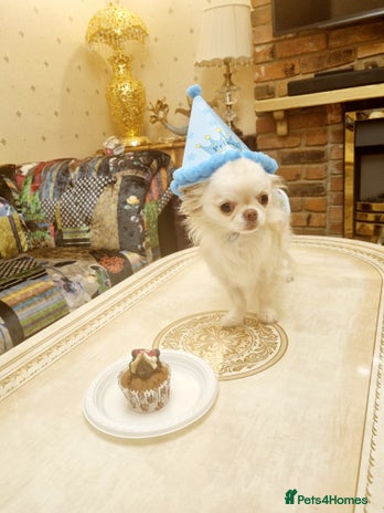 Chihuahua dogs Cute boy for Sale - Advert 1