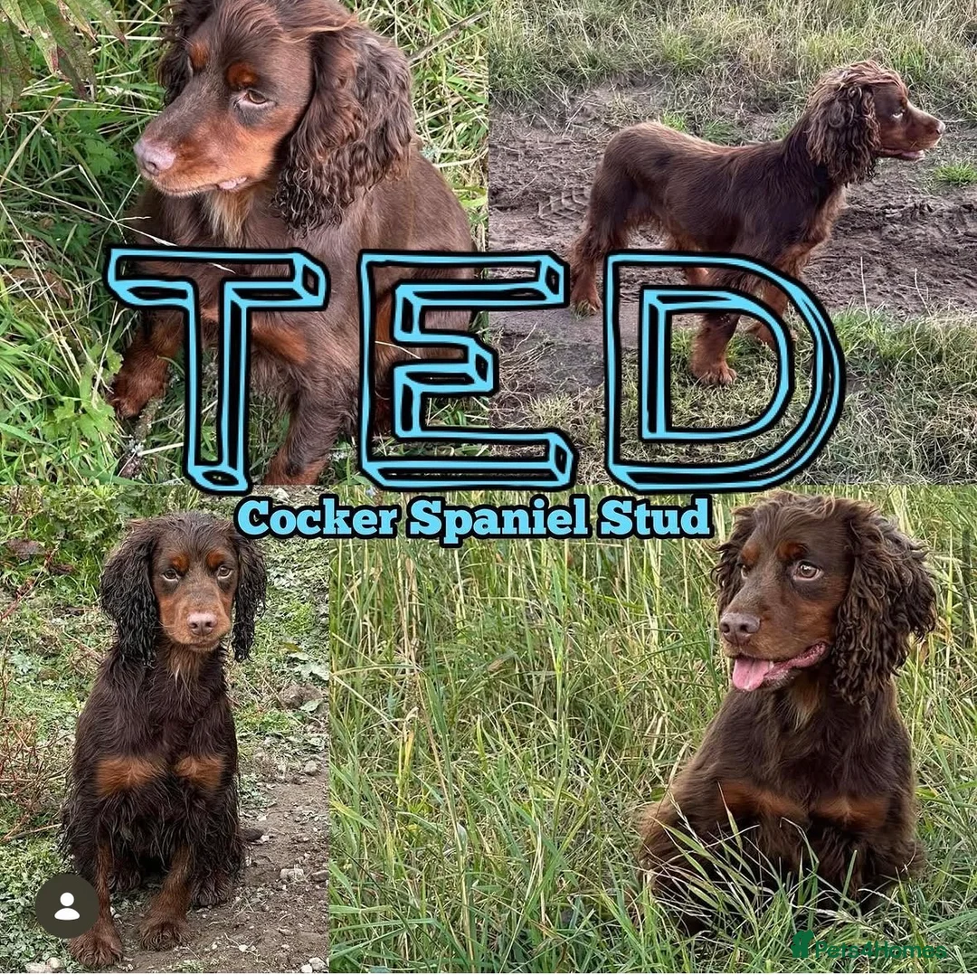 Cockapoo dogs for sale: F1 cockapoo litter confirmed  in Cowdenbeath - Advert 2