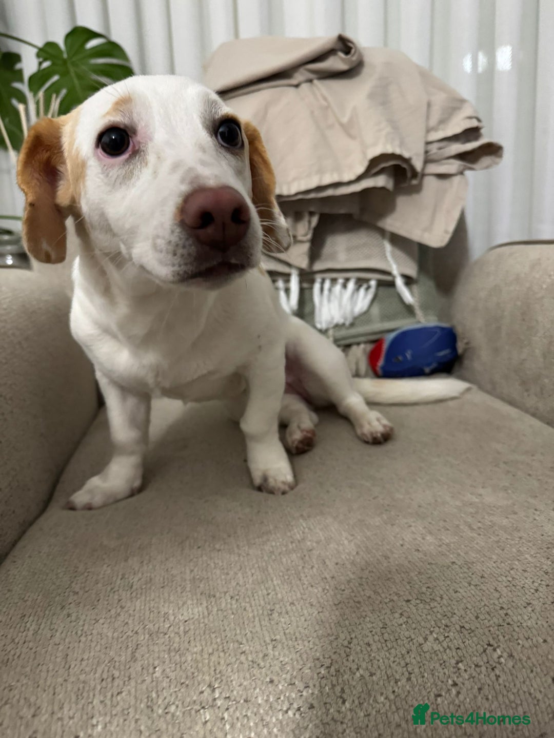 Dachshund dogs for adoption: 7 Months old, Dachshund Betty Readt to Adopt - Advert 3