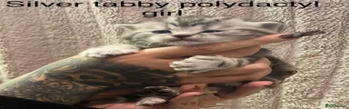 Silver tabby polydactyl girl 