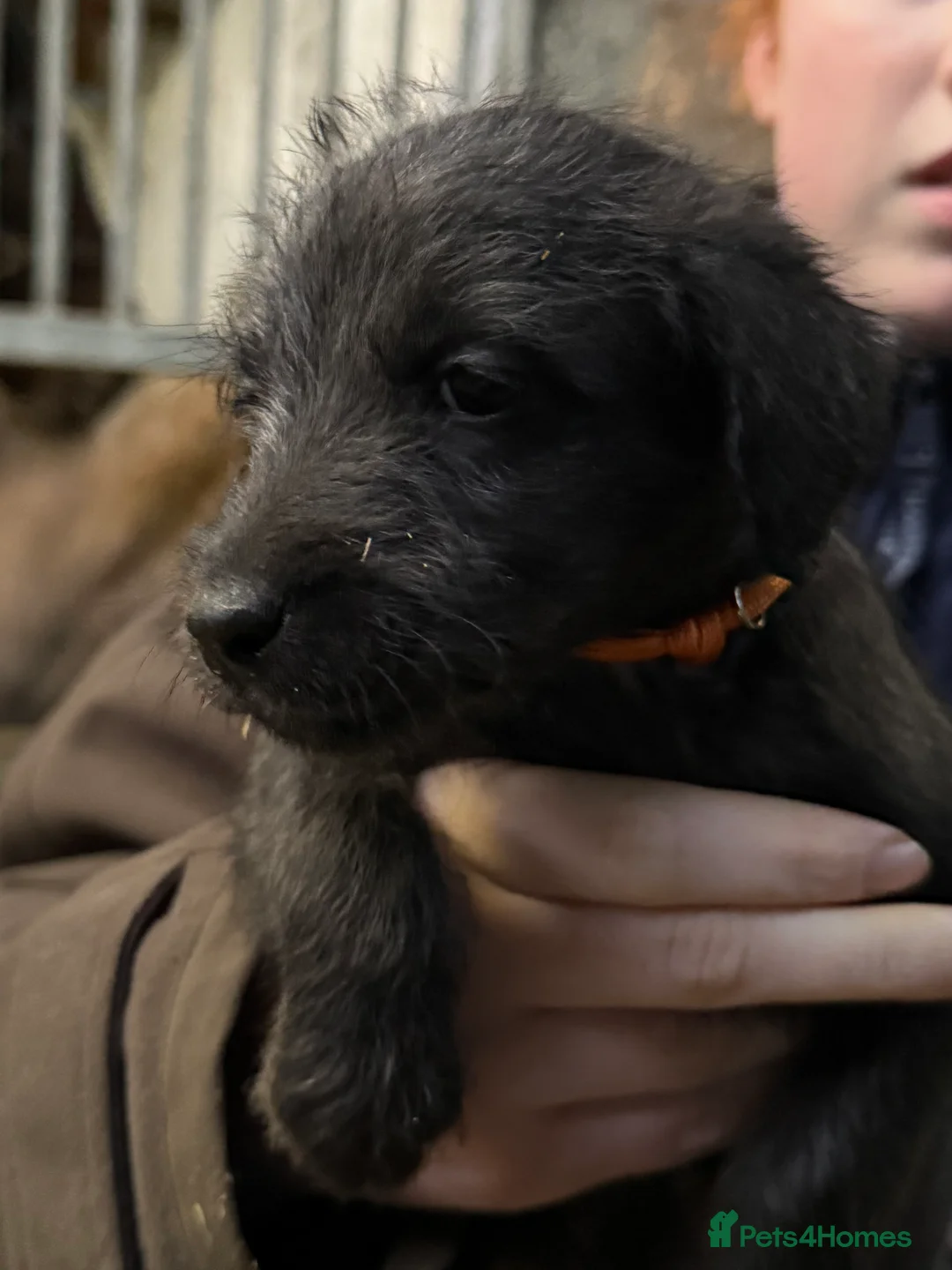 Mixed Breed dogs for sale: First cross Bedlington Whippets  - Advert 3