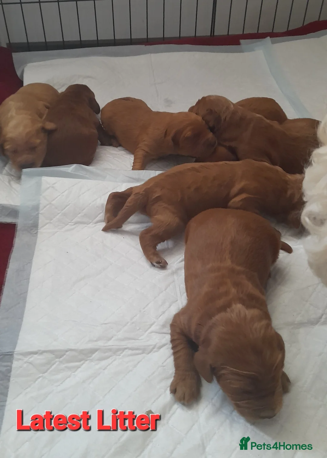 Irish Doodle dogs for stud: Irish Doodle Stud, Proven, DNA & Hip Tested in Tamworth - Advert 13