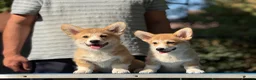 Welsh Corgi Pembroke dogs for sale: Quality  Corgi pembroke puppies available - Advert 9