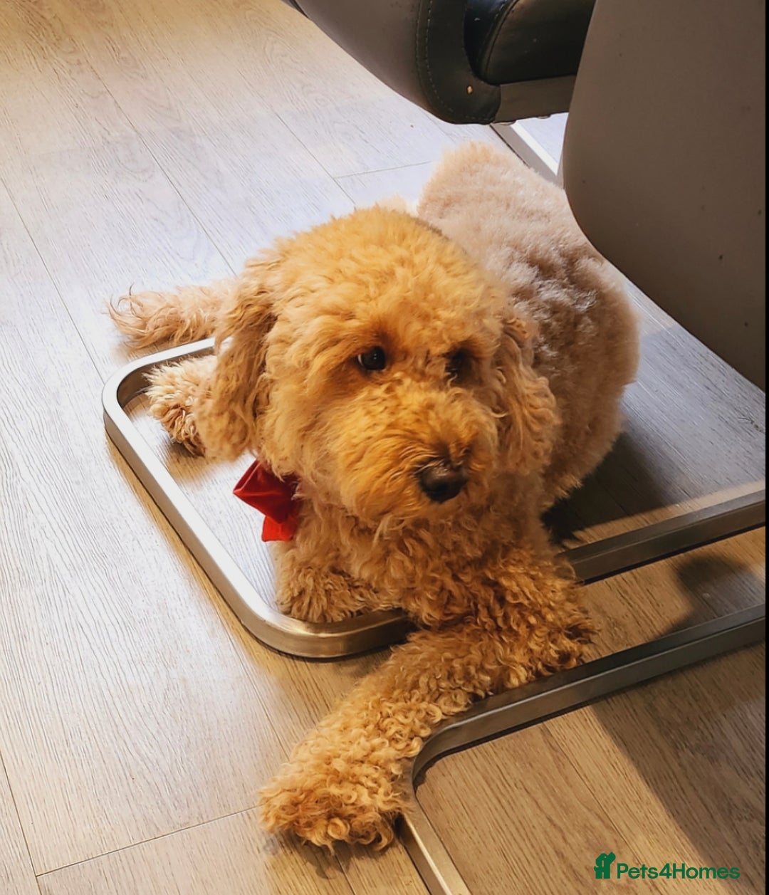 Mixed Breed dogs for sale: Stunning Irish Cockapoodledo's........ - Advert 2