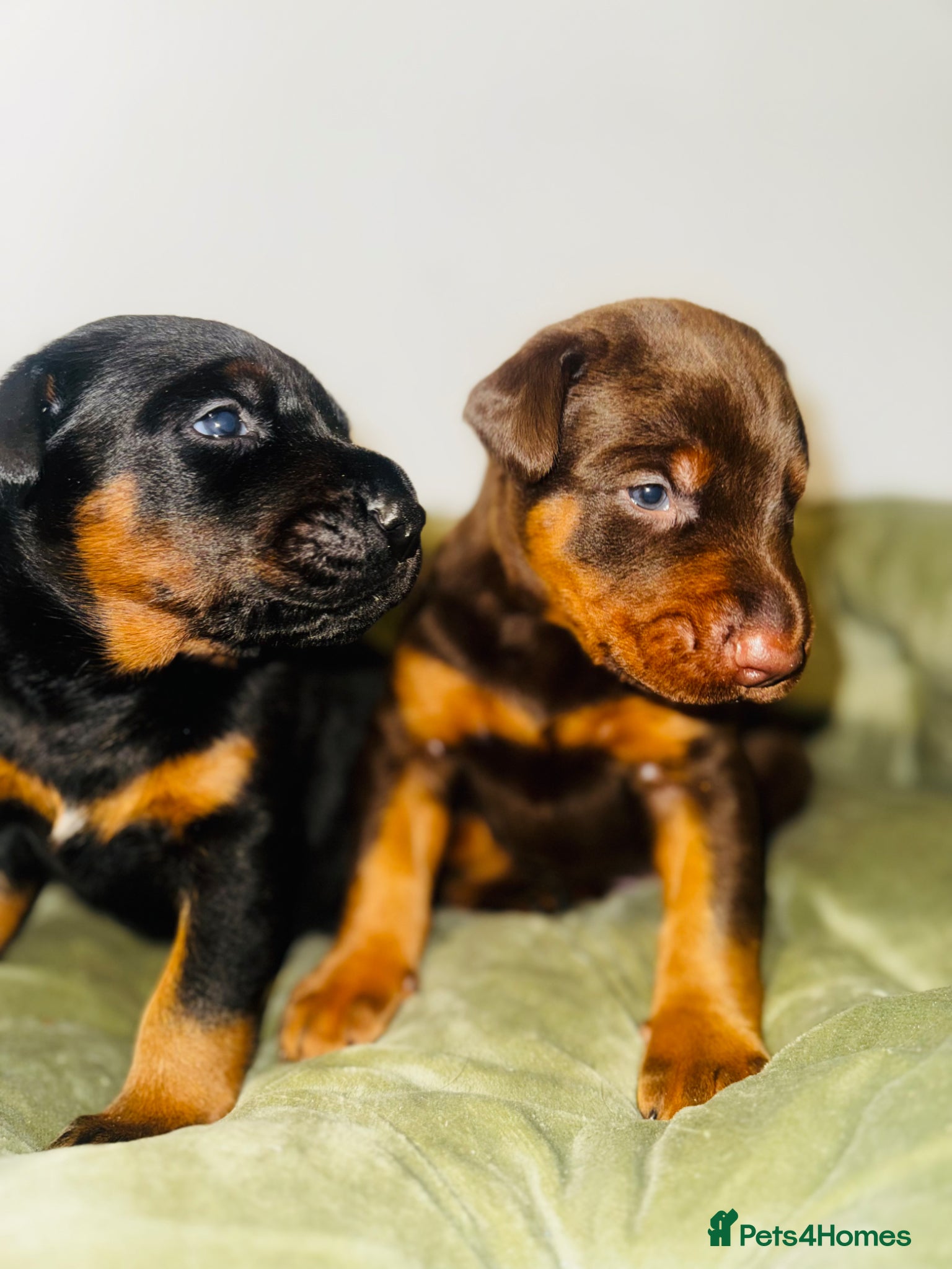 Dobermann dogs *Outstanding European Dobermanns for sale* - Advert 5
