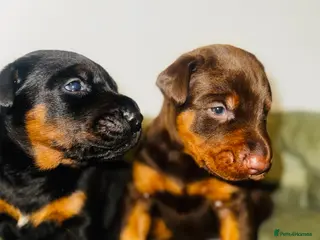 Dobermann dogs *Outstanding European Dobermanns for sale* - Advert 5
