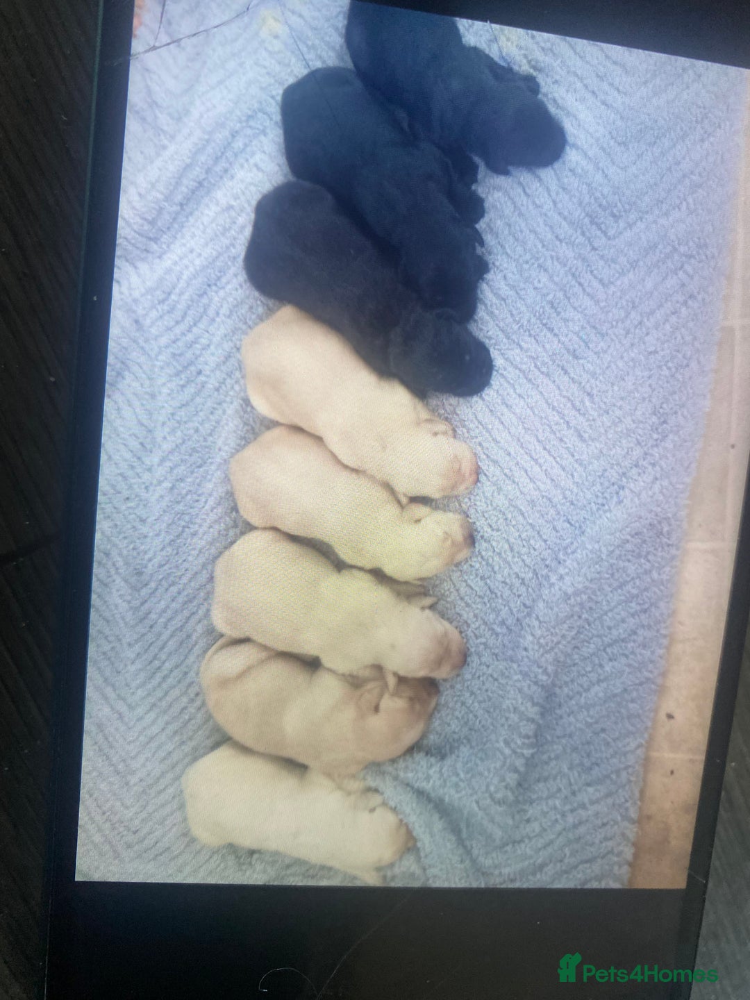 Labrador Retriever dogs for sale: Beautiful lab puppies for sale  - Image 1