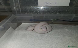 Python Snake reptiles for sale: BEL (blue eyes lucy)  - Image 6