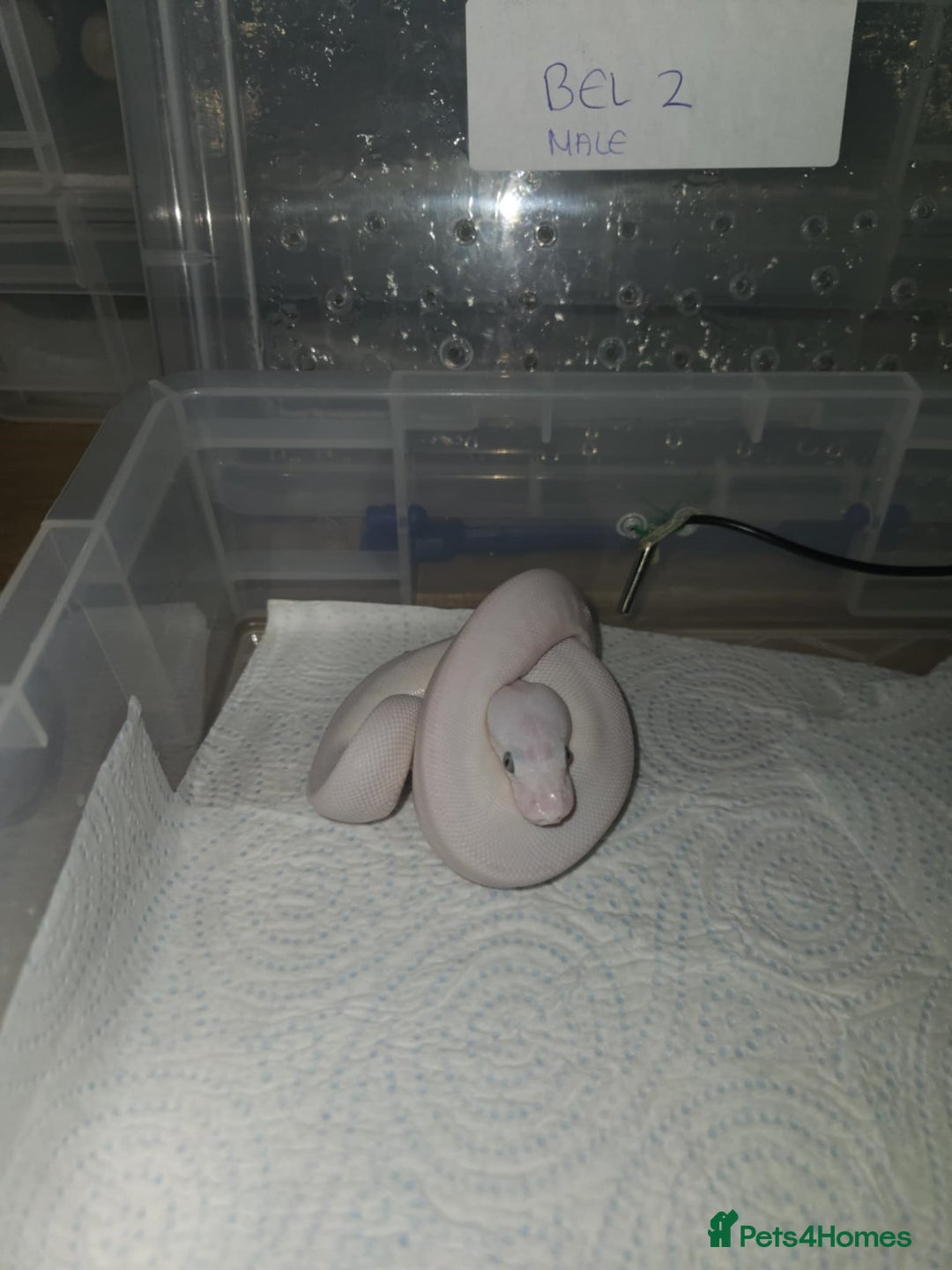 Python Snake reptiles for sale: BEL (blue eyes lucy)  - Image 6