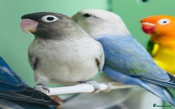 Lovebirds birds for sale: Beautiful Pair of Love Birds - Image 1