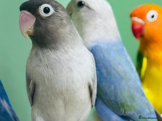 Lovebirds birds - Advert 9