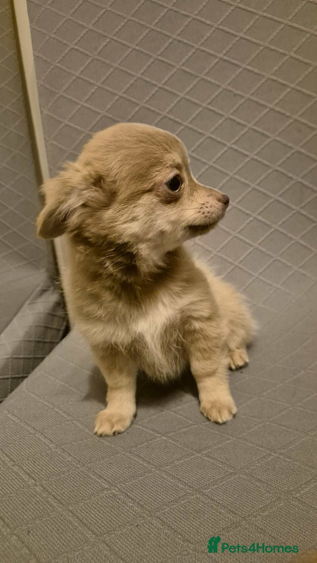 Chihuahua dogs for sale: Beautiful fluffy chihuahua puppies  - Advert 5