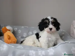 Cavapoo dogs Beautiful Cavapoo Puppies - Advert 11