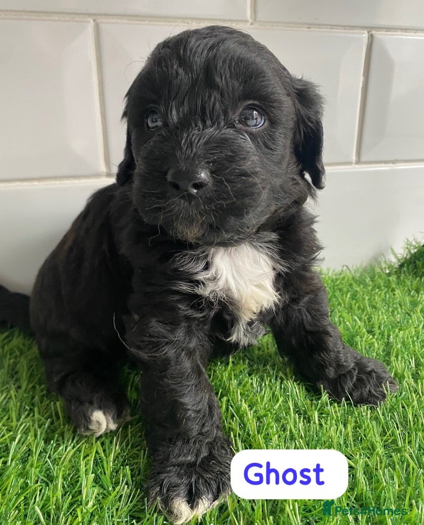 Cavapoo dogs Health tested f1 toy cavapoo puppies  - Advert 1