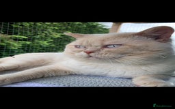 British Shorthair cats for stud: GCCF & TICA reg handsome cream colourpoint stud - Image 3