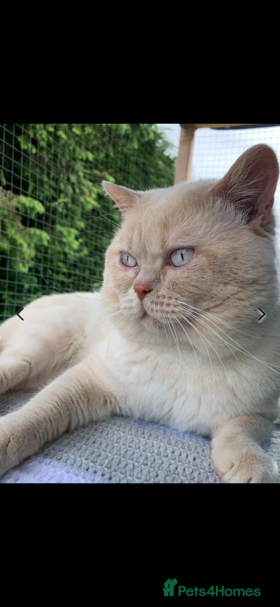 British Shorthair cats for stud: GCCF & TICA reg handsome cream colourpoint stud - Image 3