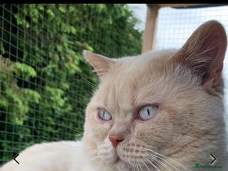 British Shorthair cats Cream of la crop! Blood group B. GCCF/TICA reg - Advert 4