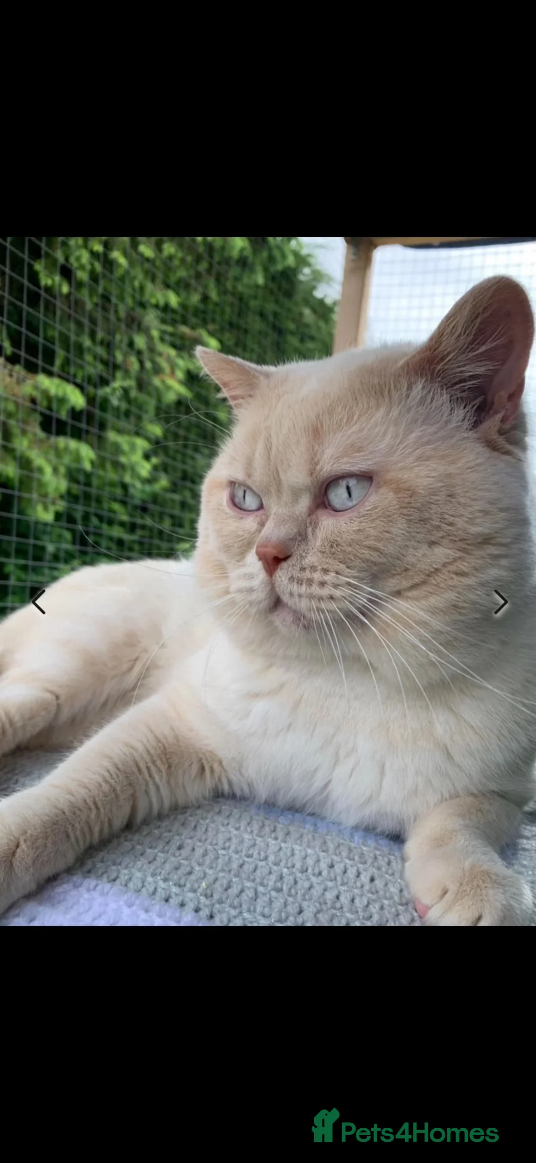 British Shorthair cats for stud: Cream of la crop! Blood group B. GCCF/TICA reg  - Advert 1