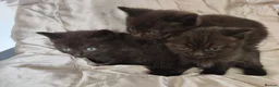 Mixed Breed cats for sale: British shorthair X - Advert 9