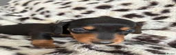 Miniature Dachshund dogs for sale: Gorgeous Smooth Haired Mini Dachshunds🐾 in Worcester - Advert 3