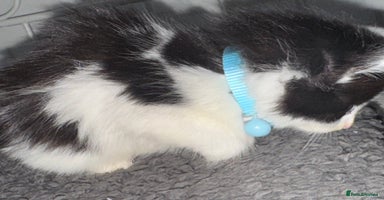 Mixed Breed cats - Advert 7