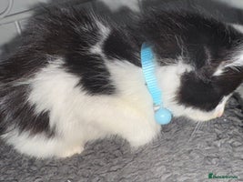 Mixed Breed cats - Advert 4