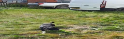 Border Collie dogs for sale: 4 adorable puppies for sale - Advert 8