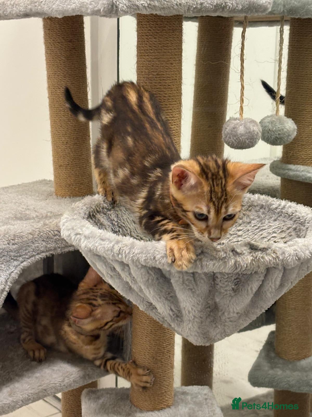Bengal cats Bengal kittens  - Advert 2