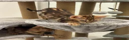 Bengal cats for sale: Bengal kittens  in London - Advert 2