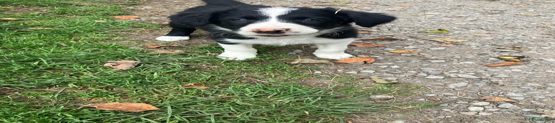 Border Collie Puppy 5