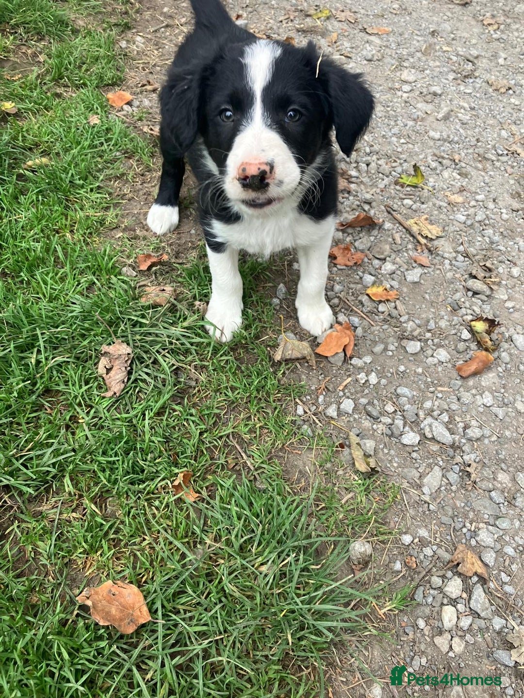 Border Collie dogs for sale: Beautiful Border Collie Puppies - Image 8