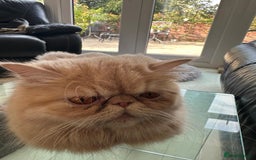 Persian cats for sale: Two multicoloured Persian females - Image 2
