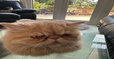 Persian cats - Advert 6