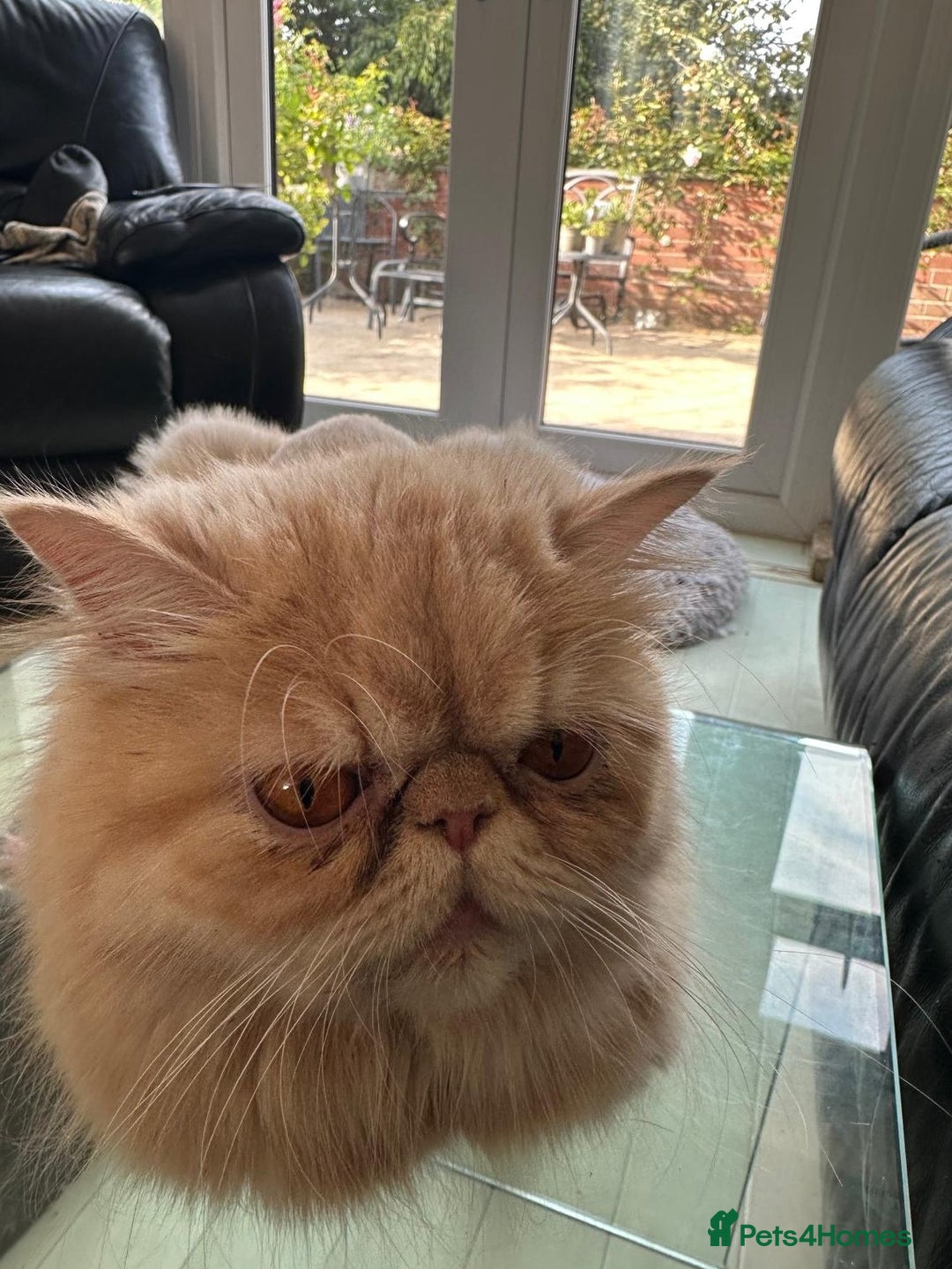 Persian cats for sale: Two multicoloured Persian females - Image 2