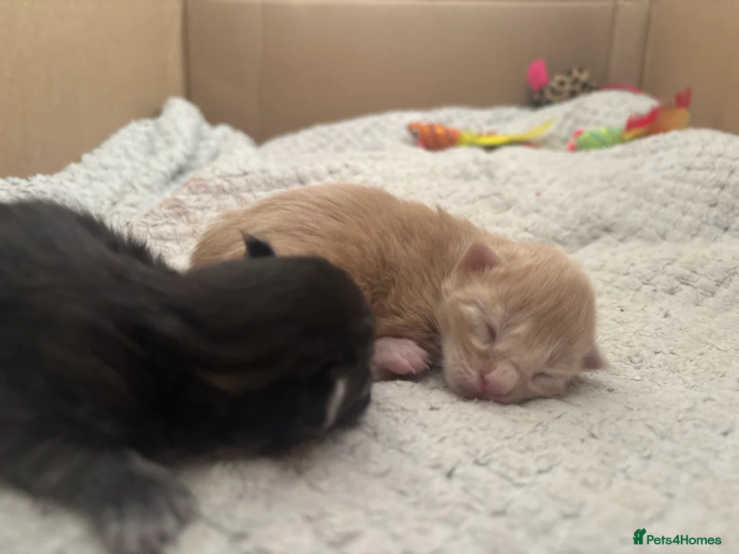 Maine Coon cats for sale: Register Maine Coon Kittens  - Advert 4