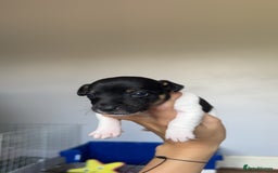 Jack Russell dogs for sale: Jack russell pups - Image 4