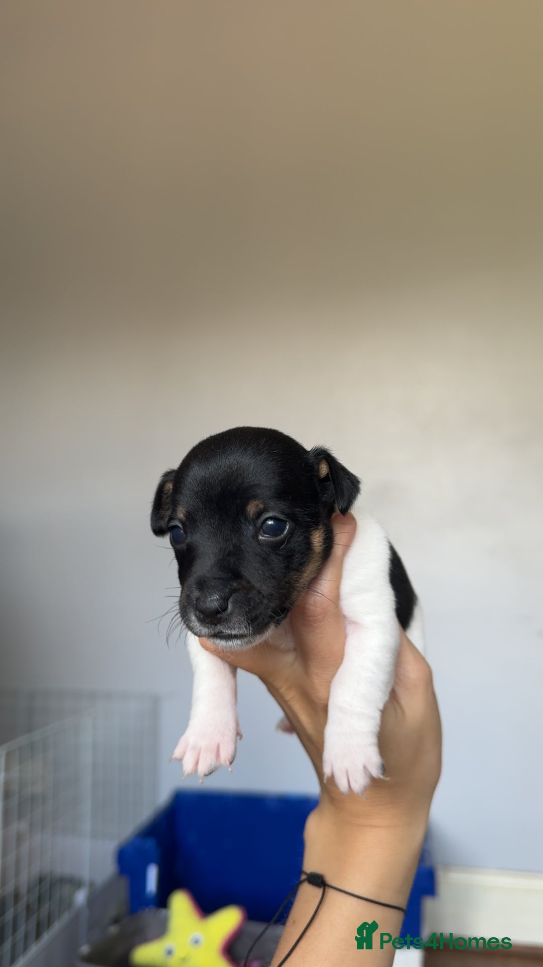Jack Russell dogs for sale: Jack russell pups - Image 4