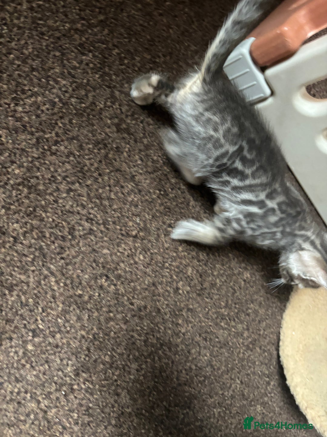 Bengal cats for sale: STUNNING BENGAL KITTENS  - Image 10