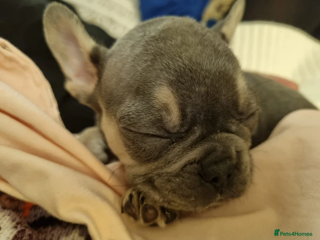 French Bulldog dogs for sale: French Bulldog Puppies - Advert 14